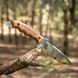 Ніж туристичний BPS Knives HK2 SSH, нержавіюча сталь (Україна) HK2 SSH фото 1